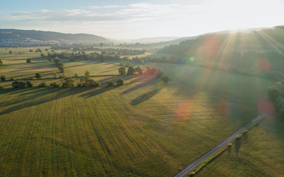 Grüne Wiesenlandschaft in Sonnenlicht